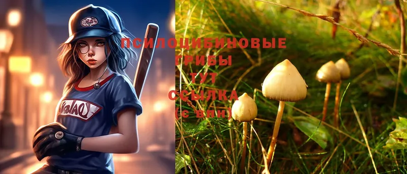 Галлюциногенные грибы MAGIC MUSHROOMS  как найти закладки  Котлас 